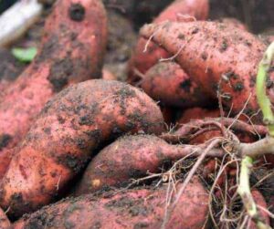 Best Health Benefits of Sweet Potatoes 