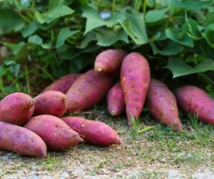 Best Health Benefits of Sweet Potatoes 