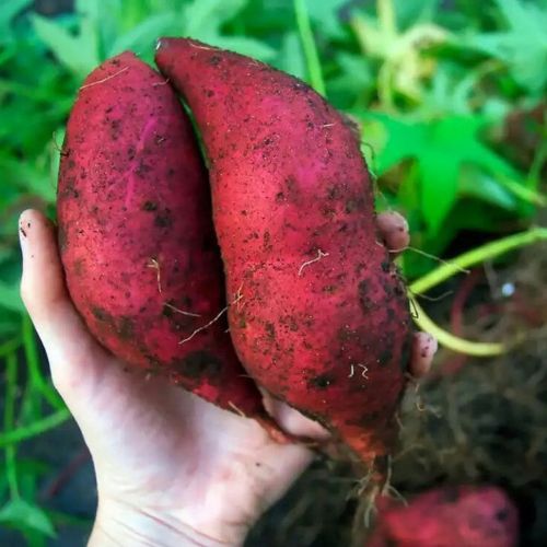 Best Health Benefits of Sweet Potatoes