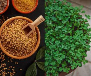  Health Benefits of Fenugreek Seeds