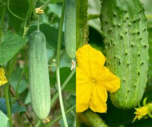 Health Benefits of Eating Cucumber (1)