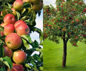 What Are The Health Benefits Of Eating Apple