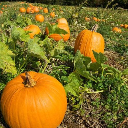 11 Amazing And Unbelieveable Health Benefits Of Pumpkin