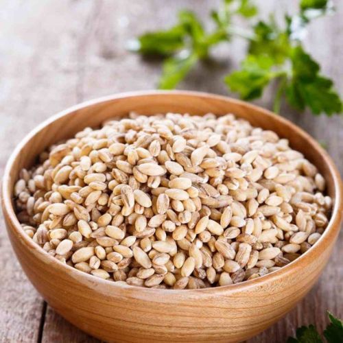 Reason to Add Barley Into your Daily Diet