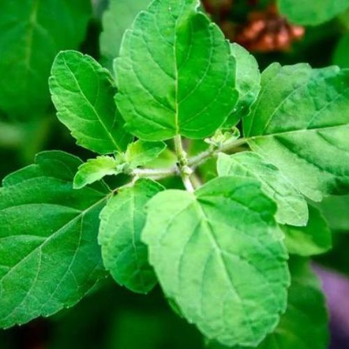 Health Benefits of Holy Basil (Tulsi)